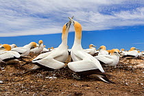 Australasian gannet (Morus serrator) crossing bills as they display to each other at their nest site, Cape Kidnappers, Hawkes Bay, New Zealand, November.