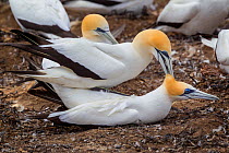 Australasian gannet (Morus serrator) pair mating at their nest site, Cape Kidnappers, Hawkes Bay, New Zealand, November.
