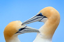 Australasian gannet (Morus serrator) pair mutually preening during courtship at their nest site, Cape Kidnappers, Hawkes Bay, New Zealand, November.