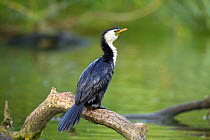 Little pied cormorant (Phalacrocorax melanoleucos) on a branch close to the surface of the water, Tamatea, Hawkes Bay, New Zealand, November.