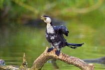 Little pied cormorant (Phalacrocorax melanoleucos) shaking water from its plumage, sitting on a branch close to the surface of the water, Tamatea, Hawkes Bay, New Zealand, November.