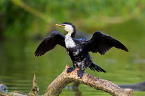 Little pied cormorant (Phalacrocorax melanoleucos) drying with wings outstretched, perching on branch, Hawkes Bay, New Zealand, November.