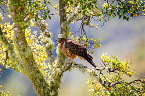 Female New Zealand falcon (Falco novaeseelandiae) calling, perched on a lichen covered branch, Boundary Stream, Hawkes Bay, New Zealand, November.