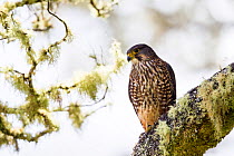 Male New Zealand falcon (Falco novaeseelandiae) perched on  lichen covered branch, Boundary Stream, Hawkes Bay, New Zealand, November.