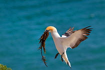 Australasian gannet (Morus serrator) landing with nesting material in its bill, Cape Kidnappers, Hawkes Bay, New Zealand, November.