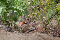 European rabbit (Oryctolagus cuniculus) in vegetation, Cape Kidnappers, Hawkes Bay, New Zealand, November. Introduced species.