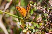 A male common copper (Lycaena salustius) resting with wings partially open, Cape Kidnappers, Hawkes Bay, New Zealand, November.