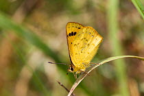 Male common copper (Lycaena salustius) resting with wings closed, showing the underside patterning, Cape Kidnappers, Hawkes Bay, New Zealand, November.