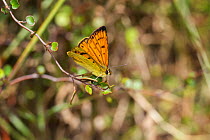 Male Common copper (Lycaena salustius) resting with wings partially open, Cape Kidnappers, Hawkes Bay, New Zealand, November.
