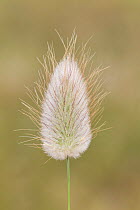 Hare's tail grass (Lagurus ovatus) flower panicle, Cape Kidnappers, Hawkes Bay, New Zealand, November.