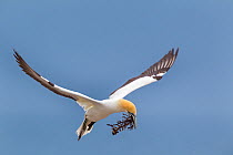 Australasian gannet (Morus serrator) flying with nesting material in its bill, Cape Kidnappers, Hawkes Bay, New Zealand, November.