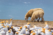 Domestic sheep (Ovis aries) ewe and lamb, walking past Australasian gannet (Morus serrator) breeding colony, with the sea in the background Cape, Kidnappers, Hawkes Bay, New Zealand, November.