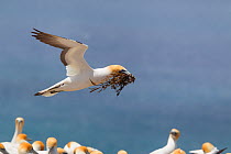 Australasian gannet (Morus serrator) flying low over colony, with nesting material in its bill, Cape Kidnappers, Hawkes Bay, New Zealand, November.
