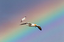 Australasian gannet (Morus serrator) flying with nesting material in its bill with a colourful rainbow in the background, Cape Kidnappers, Hawkes Bay, New Zealand, November.