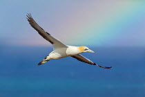 Australasian gannet (Morus serrator) flying against a dark sky with a colourful rainbow in the background, Cape Kidnappers, Hawkes Bay, New Zealand, November.