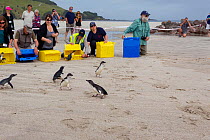 People releasing Little penguins (Eudyptula minor) back to the sea after being rehabilitated following the MV Rena oil spill, Mount Maunganui Beach, Bay of Plenty, New Zealand, November 2011.