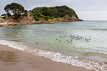 Little penguins (Eudyptula minor) swimming back out to sea after release following rehabilitation during the MV Rena oil spill, Mount Maunganui Beach, Bay of Plenty, New Zealand, November 2011.