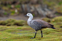 Male Upland goose (Chloephaga picta) profile, Tierra del Fuego National Park, Tierra del Fuego, South America, December.