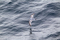 Antarctic prion (Pachyptila desolata) flying just over sea surface, South Atlantic, December.