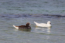 Kelp goose (Chloephaga hybrida) pair, female dark, male white, swimming just off shore, Carcass Island, Falkland Islands, South Atlantic, December.