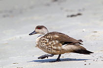 Crested duck (Lophonetta specularioides) walking across sand, Carcass Island, Falkland Islands, South Atlantic, December.