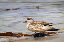 Crested duck (Lophonetta specularioides) on beach at waters edge, Carcass Island, Falkland Islands, South Atlantic, December.