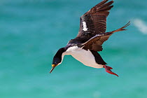 Imperial shag (Phalacrocorax atriceps atriceps) landing, Saunders Island, Falkland Islands, South Atlantic, December.