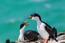 Imperial shag (Phalacrocorax atriceps atriceps) pair courting at their nest site, Saunders Island, Falkland Islands, South Atlantic, December.