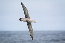 Northern giant petrel (Macronectes halli) in flight showing the underside of its wings, South Atlantic, January.
