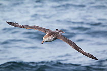 Northern Giant petrel (Macronectes halli) flying low over the sea, showing moult in the outer wing, with several inner primaries/outer secondaries missin, South Atlantic, January.