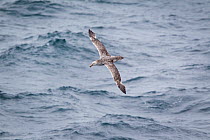 Northern giant petrel (Macronectes halli) flying over sea, during moult in the outer wing, with several inner primaries/outer secondaries missing, South Atlantic, January.