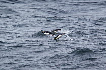 Three Macaroni penguins (Eudyptes chrysolophus) porpoising, South Atlantic, January. Vulnerable species.