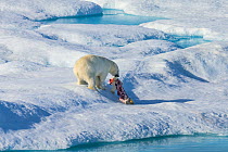 Male Polar bear (Ursus maritimus) dragging carcass of a first year Polar bear cub it has just killed, Scott Inlet, Baffin Island, Canadian Arctic, August. Vulnerable species.