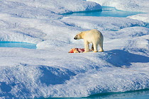 Male Polar bear (Ursus maritimus) standing over carcass of first year Polar bear cub it has just killed, Scott Inlet, Baffin Island, Canadian Arctic, August. Vulnerable species.