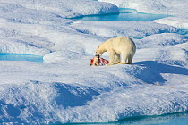 Male Polar bear (Ursus maritimus) feeding on a first year Polar bear cub it has just killed, Scott Inlet, Baffin Island, Canadian Arctic, August. Vulnerable species.