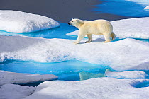 Young Polar bear (Ursus maritimus) walking across melting sea ice, Scott Inlet, Baffin Island, Canadian Arctic, August. Vulnerable species.
