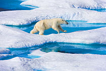 Young Polar bear (Ursus maritimus) running across melting sea ice, Scott Inlet, Baffin Island, Canadian Arctic, August. Vulnerable species.