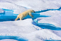Young Polar bear (Ursus maritimus) leaping across a watery gap in sea ice, Scott Inlet, Baffin Island, Canadian Arctic, August. Vulnerable species.