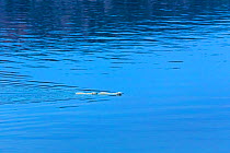 Female Polar bear (Ursus maritimus) and large second year cub swimming across calm water, Scott Inlet, Baffin Island, Canadian Arctic, August. Vulnerable species.