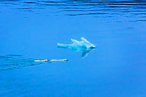 Polar bear (Ursus maritimus) mother and large second year cub swim across calm water, Scott Inlet, Baffin Island, Canadian Arctic, August. Vulnerable species.