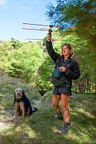 Researcher using radio-telemetry equipment to track a Northern brown kiwi (Apteryx mantelli) fitted with a radio transmitter Beside her stands a trained kiwi-tracking dog, Cape Kidnappers, Hawkes Bay,...