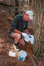 Ranger restocking a poison bait station with bait used to control rodents and Brush-tailed possums (Trichosurus vulpecula) in an intensively managed sanctuary where native bird species are being reint...