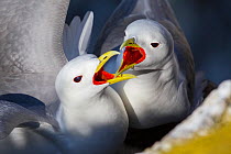 Black legged kittiwakes (Rissa tridactyla) pair greeting each other at the nest, Isle of May, Firth of Forth, Scotland, July.