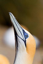 Australasian gannet (Morus serrator) portrait, 'sky-pointing' before flying out to sea, Cape Kidnappers, Hawkes Bay, New Zealand, November.