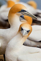 Australasian gannet (Morus serrator) pair courting at nest site, Cape Kidnappers, Hawkes Bay, New Zealand, November.
