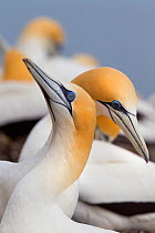 Australasian gannet (Morus serrator) pair courting at their nest site, Cape Kidnappers, Hawkes Bay, New Zealand, November.