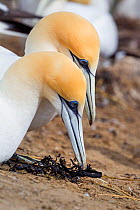Australasian gannets (Morus serrator) pair displaying courtship behaviour at their nest site, Cape Kidnappers, Hawkes Bay, New Zealand, November.