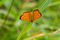 Male Common copper (Lycaena salustius) resting with wings open, showing the upperside patterning, Cape Kidnappers, Hawkes Bay, New Zealand, November.