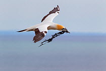 Australasian gannet (Morus serrator) in flight with nesting material in its bill, Cape Kidnappers, Hawkes Bay, New Zealand, November.