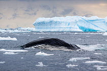 Humpback whale (Megaptera novaeangliae) surfacing whilst lunge-feeding, showing the extended throat pleats, Neko Harbour, Antarctic Peninsula, Antarctica, January.